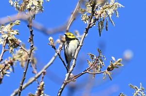 012 Warbler, Black-throated Green, 2023-05079029 Parker River NWR, MA